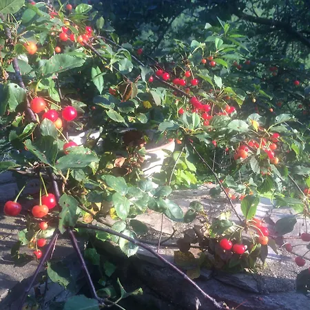 Bed & Breakfast Medieval Village