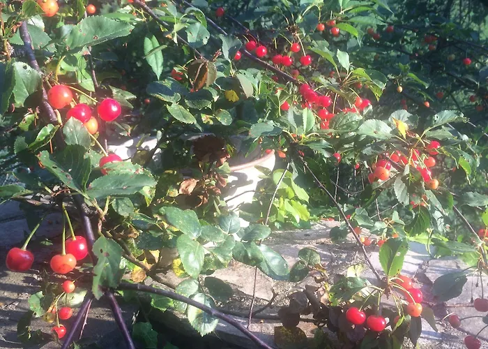 Bed & Breakfast Medieval Village